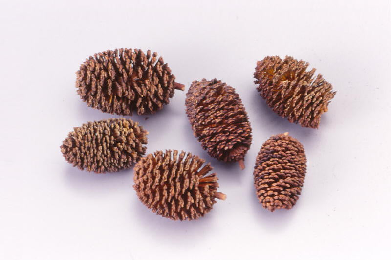 Yasyadama (Japanese greenalder)