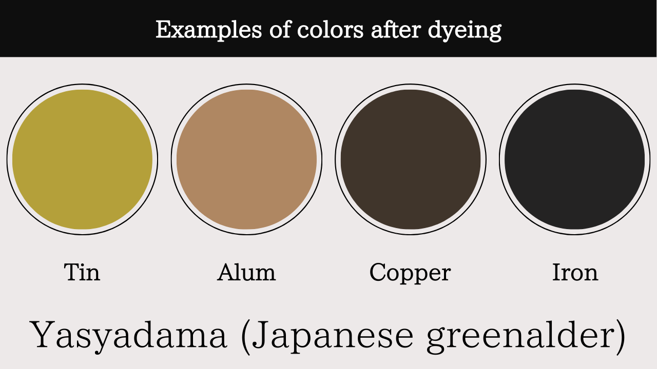 Yasyadama (Japanese greenalder)