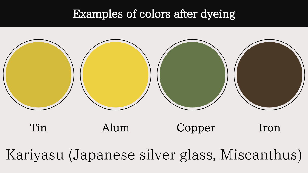 Kariyasu (Japanese silver grass, Miscanthus)
